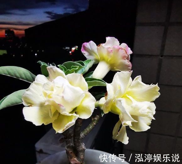 玫瑰花|沙漠玫瑰居然不是玫瑰花给沙漠玫瑰换个头，一株开花20朵，好看