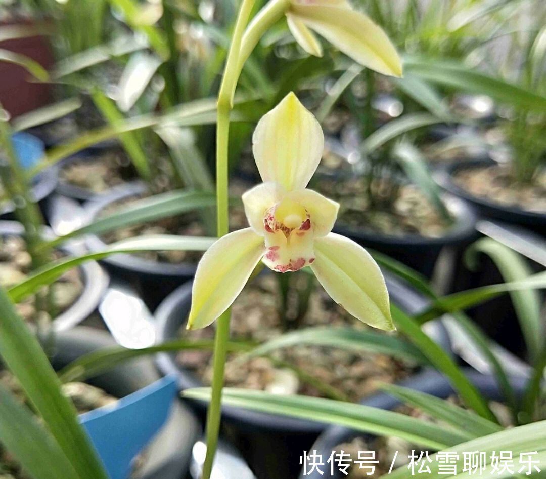 秋老虎天气你会给兰花浇水吗一不小心兰花就空根,半截水是祸端