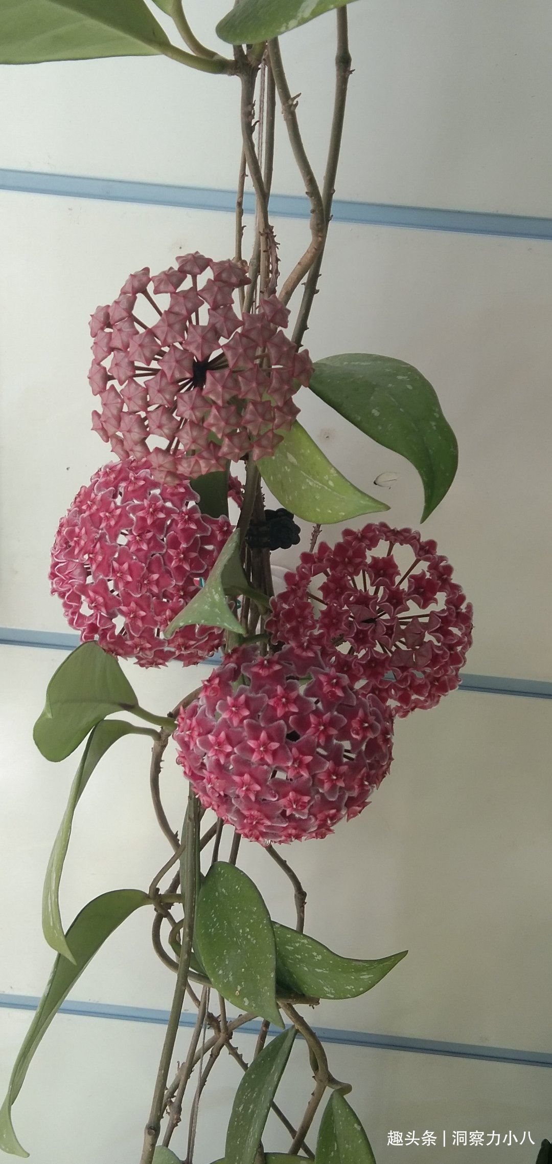 露天难成活的花,一晒太阳就黄了,挪个位置养“花叶俱美”满室香