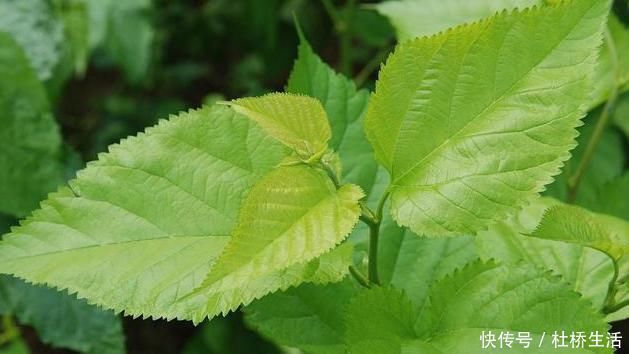 泡水|胰岛素“携带者”公布，坚持泡水喝，平稳血糖，不做“苦行僧”