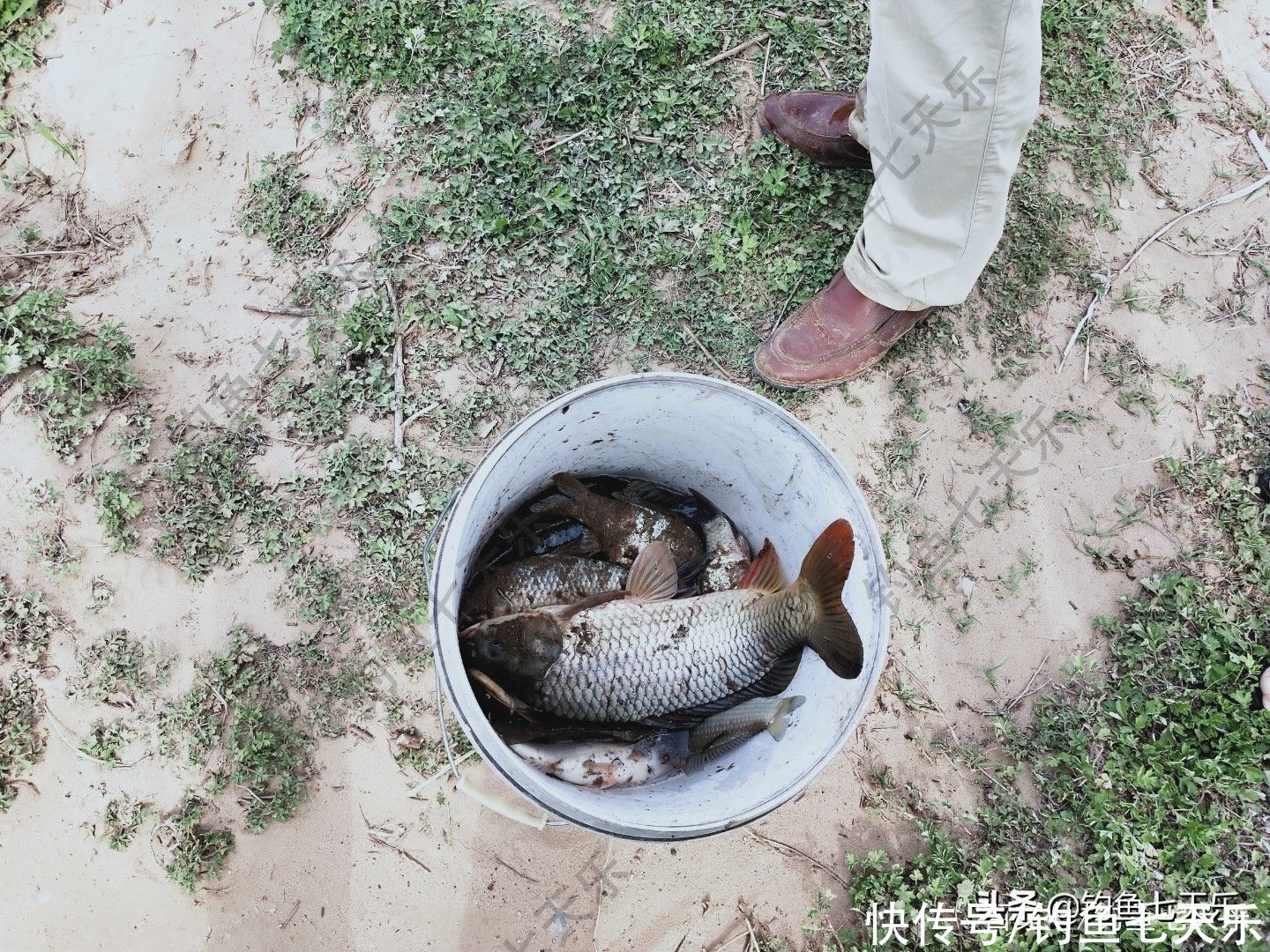 黄河无鱼之殇，电鱼者破坏力太大！千人钓鱼，抵不上电船扫一趟