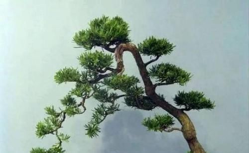 何地|雀舌罗汉松产在何地?如何区分?咋培养出佳品