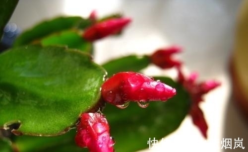 磷酸二氢钾|张大妈入秋养蟹爪兰,用“这招”,不但长得快,而且开花多