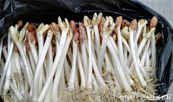 种植|酷似豆芽菜,种植7天可上市,一斤6元热销,种的人还不多