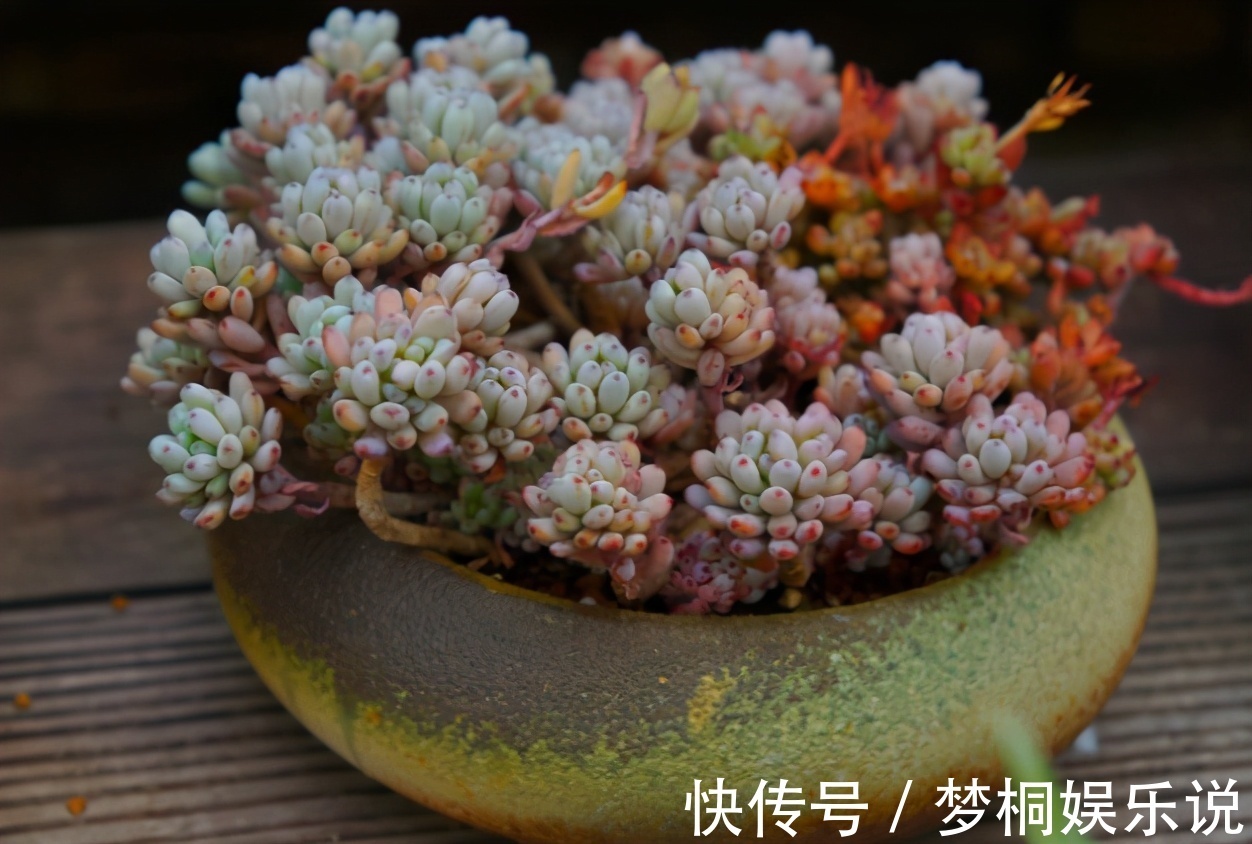 老花匠|养多肉不知道如何浇水？老花匠在此分享妙招，告诉你其实并不难
