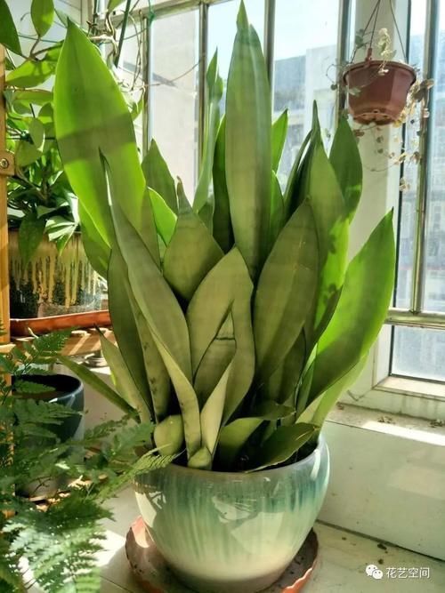 这6种花,浇水越多死的越快,千万管住手,少浇水长得旺