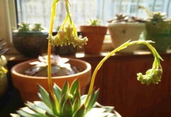 多肉开花就死剪除“花枝”先别扔,“整齐”插土里,继续爆小崽