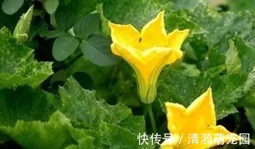 人的一生|南瓜藤常被人们扔掉,其实是个宝,可以治疗高血压,老人多吃有益