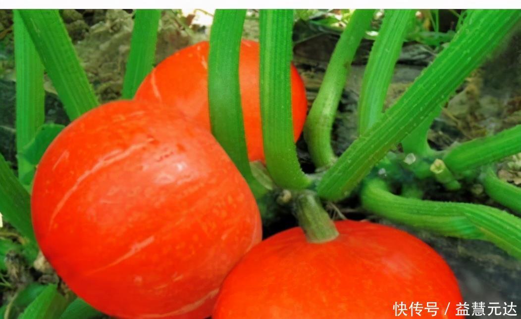 子宫|女性爱美，推荐吃3种食物，排出毒素，保养肌肤，滋养女性子宫