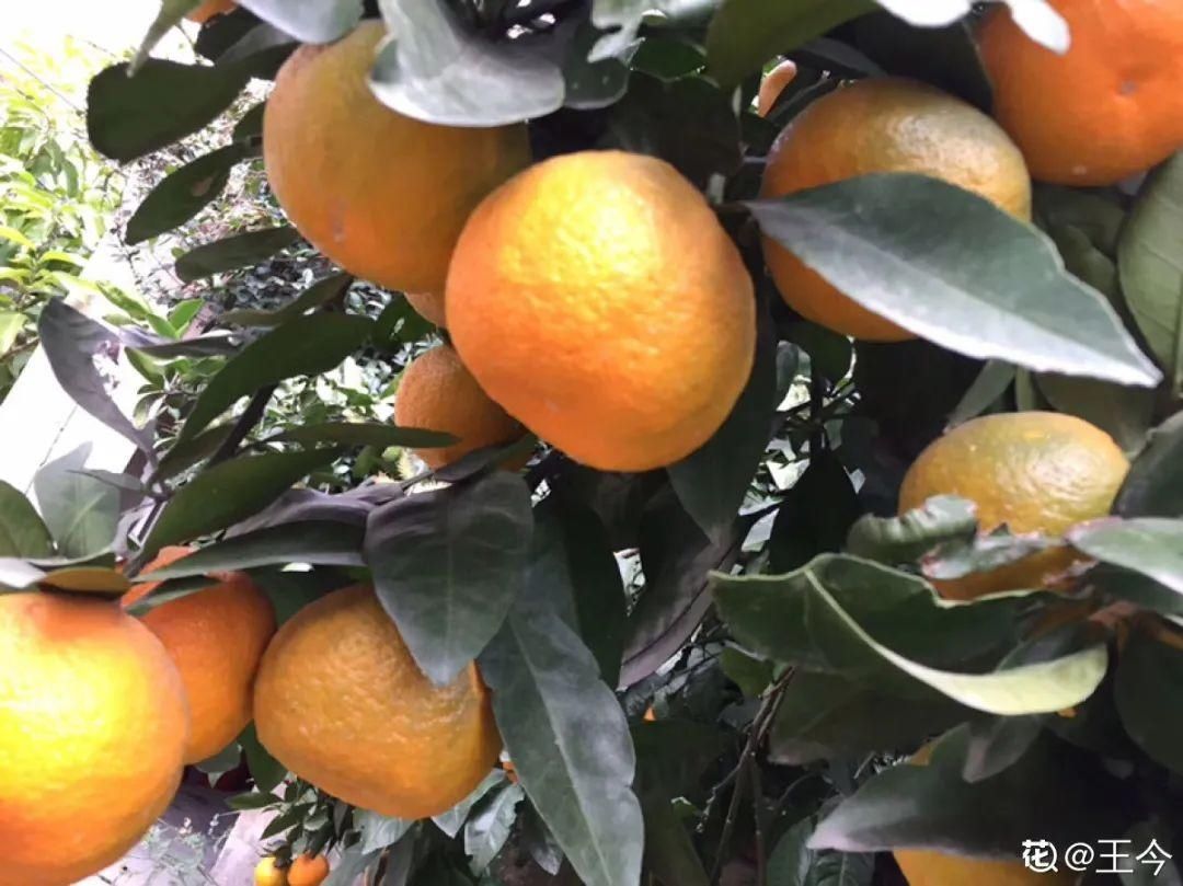 这10种花爱喝醋，浇水加点酸，叶子油亮爱开花！