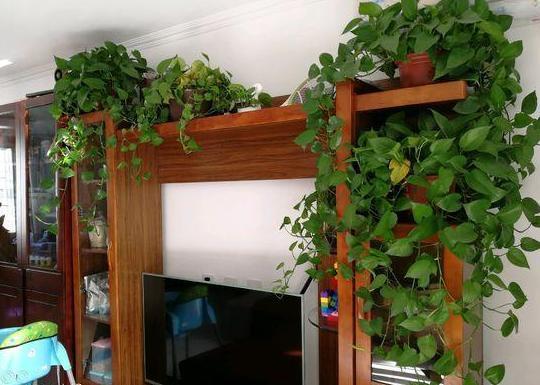 养殖花卉关键得选对花盆错了,会给植物带来3点''致命伤''