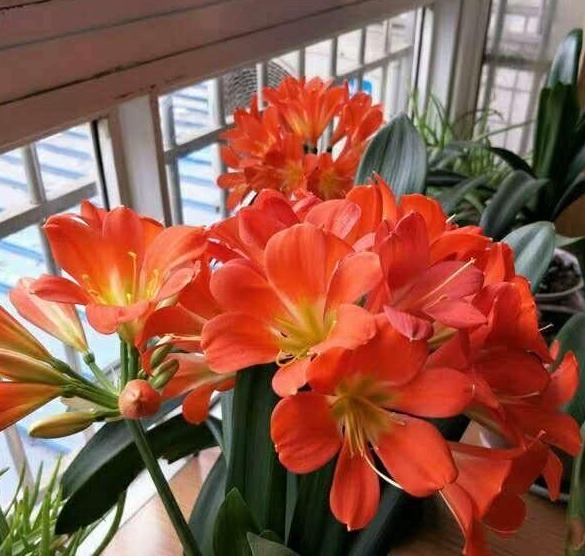 君子兰“夹箭”好解决,简单3步,花箭蹭蹭窜出来!