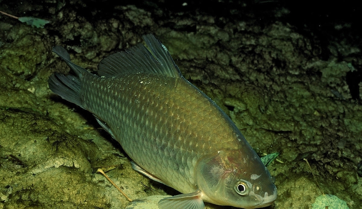 鲫鱼|钓鱼时大声说话,真的能把进窝的鱼惊散么