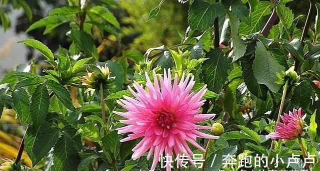 狮子座|2月份，桃花盛开！4大星座被姻缘缠绕，将偶遇真爱，甜蜜在即