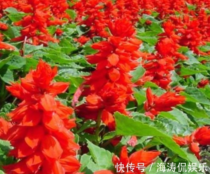 桂花桂花|自带“富贵”的3种花，旺宅、招财富贵来，聪明人都在养，好运来