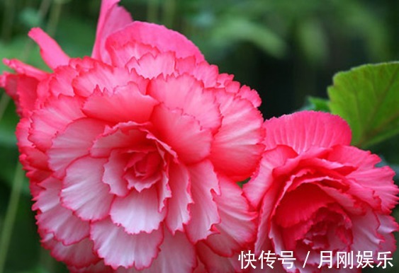 三季|家养“树中奇花”,花开似牡丹,更胜海棠花,花开三季、好养活