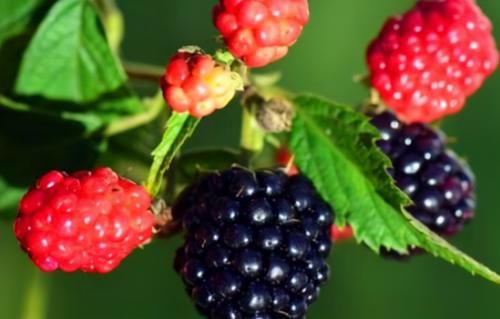 肌膚|夏天不妨多吃3種食物，美容養生，滋潤肌膚，好處多多！