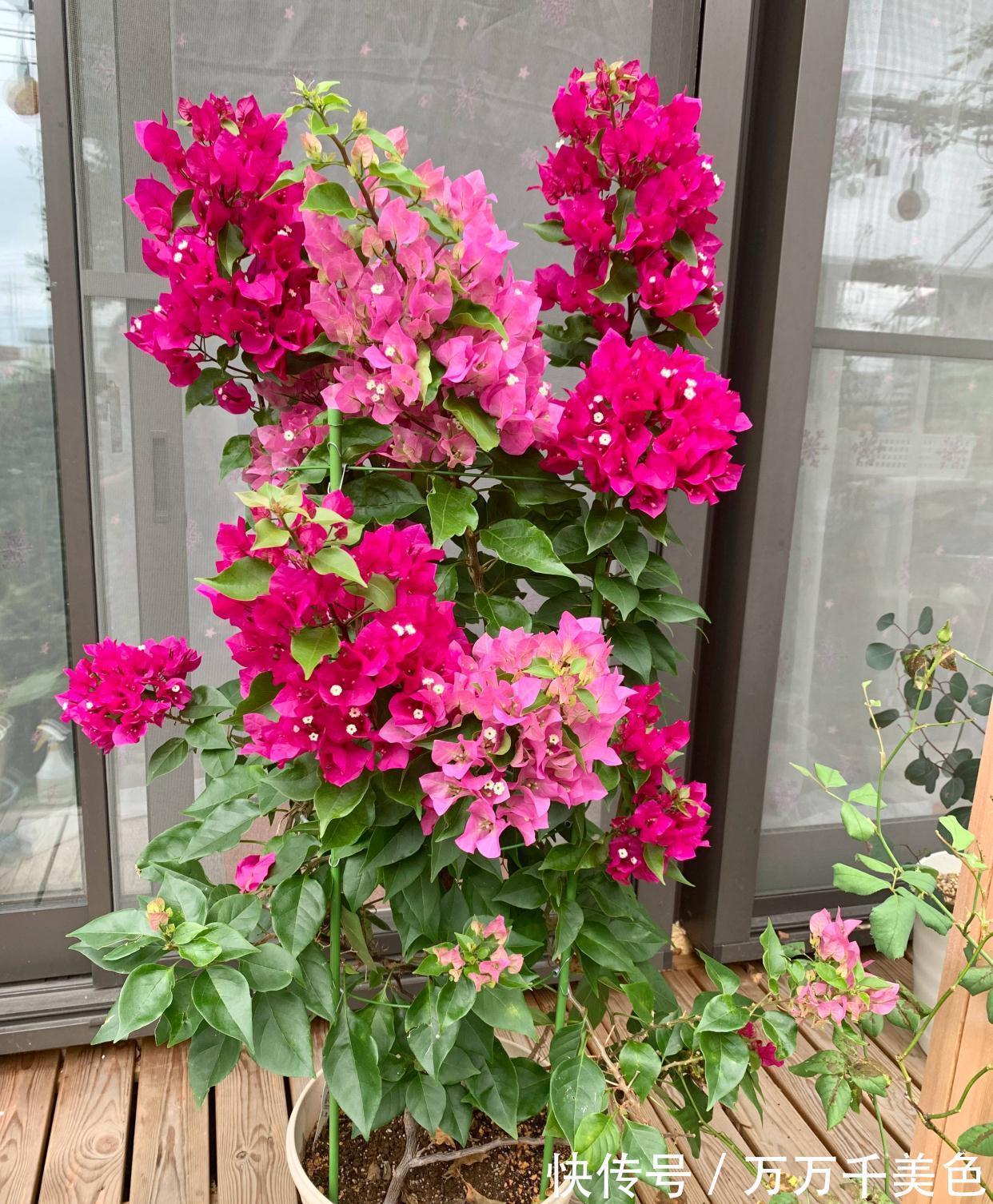 阳台养好三角梅,“3样”不能少,枝叶繁茂、朵朵花儿开鲜艳漂亮