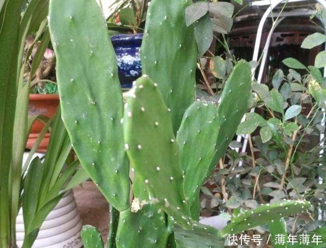 这几种花,再美也不要放屋内,来看看原因吧!