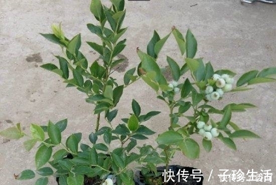 水果|盆栽水果就选这三种,好看又好养,以后水果不用花钱了