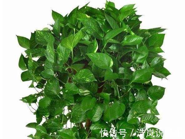 叶子|“家家都有的营养液，给花卉滴10滴，叶子油光翠绿开花500朵