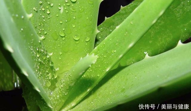 这3种植物能杀菌，家里种上几盆，细菌去无踪！