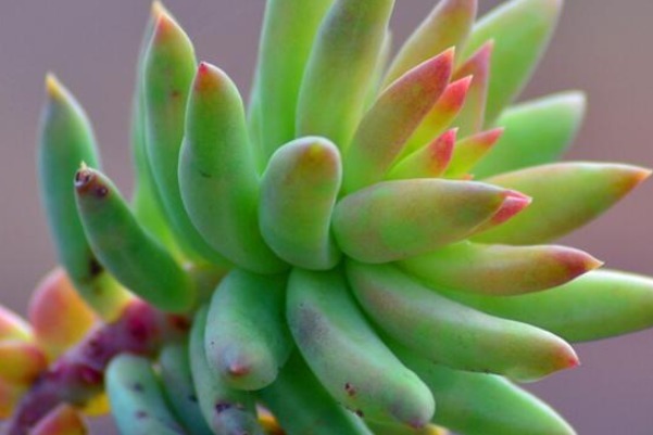 多肉千佛手不好养，注意三点雷区，不然歪歪扭扭上色难