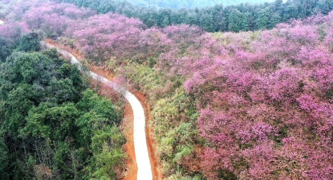 湖北人|春节，韶关人的赏花地图