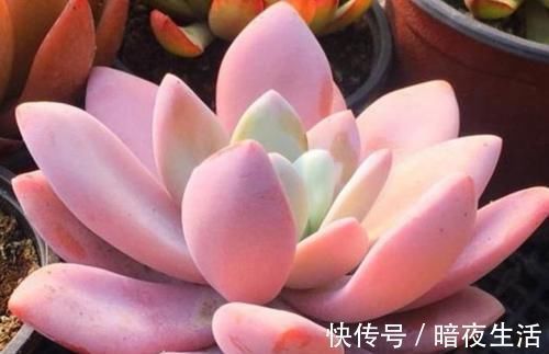 多肉,懒人花友的“心头好”,上班族的“小萌宠”,好看又好养