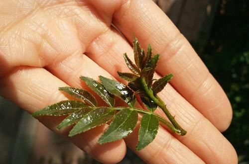 种植花椒树|古代列为宫廷贡品，比香椿芽更好吃，农民种了都舍不得摘