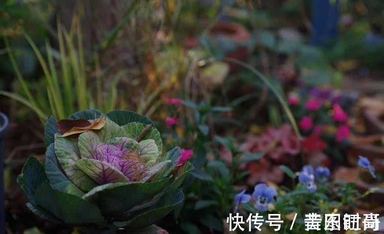 花园|荒废多年的80㎡小院,2年半时间打造成下沉式花园,太漂亮了!