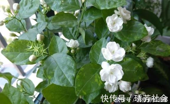 茉莉花|养好茉莉花,这一步“不能缺”花开一茬接一茬,连续不间断