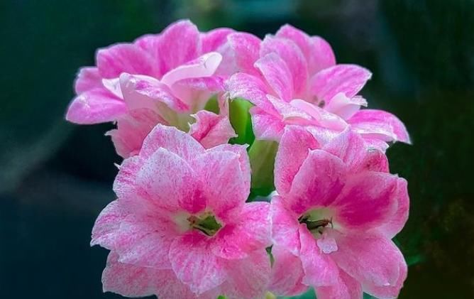  温度|长寿花开花后，做好4控，花期长花色艳，轻松开满一整冬