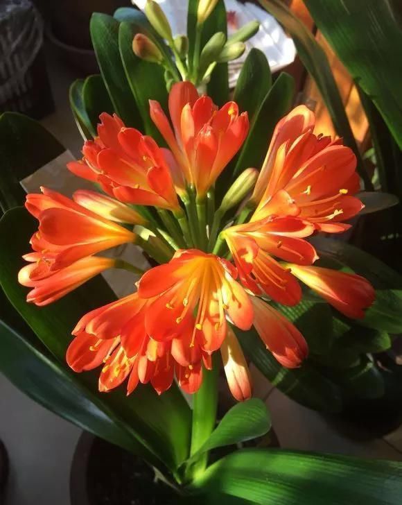 环境温度|君子兰不开花不抽箭?浇水时加点料,快速抽箭,花开不断