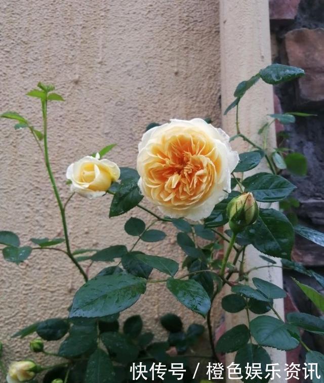 细数10种狼牙棒月季,怕刺的可绕道