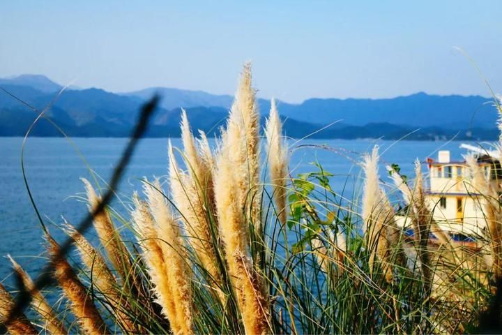 菌菇酷似猪肚？除了游湖吃鱼头，千岛湖还能这么玩