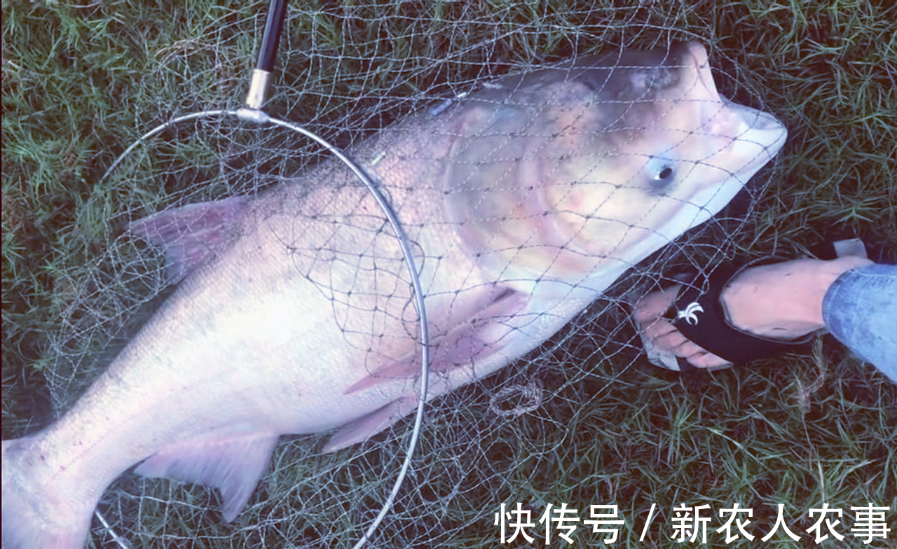 包头鱼|一米长40斤重，安徽一男子钓获“花鲢王”，网友：鱼头就够吃几顿