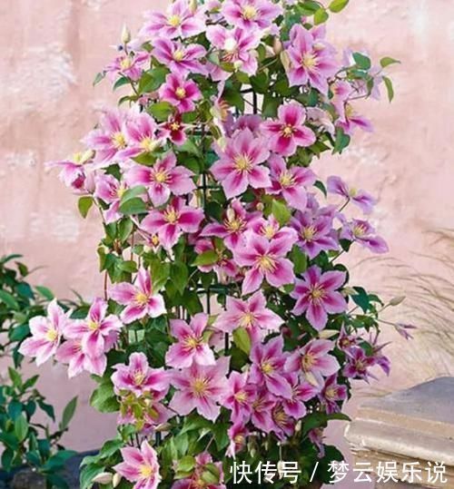 家里就养这四种花,一年四季香满屋,全年开花不停,芳香四溢