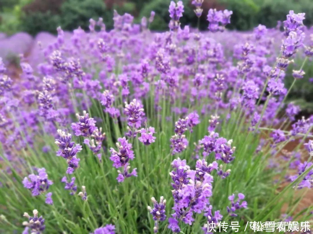 种花|3种花浑身都是宝，能炒菜能煲汤，养在屋里香气飘飘！