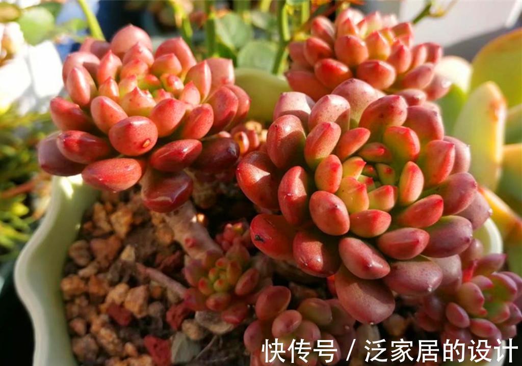 唐印|多肉秋天施点肥,既爆头又上色,但也有些多肉越施肥越丑