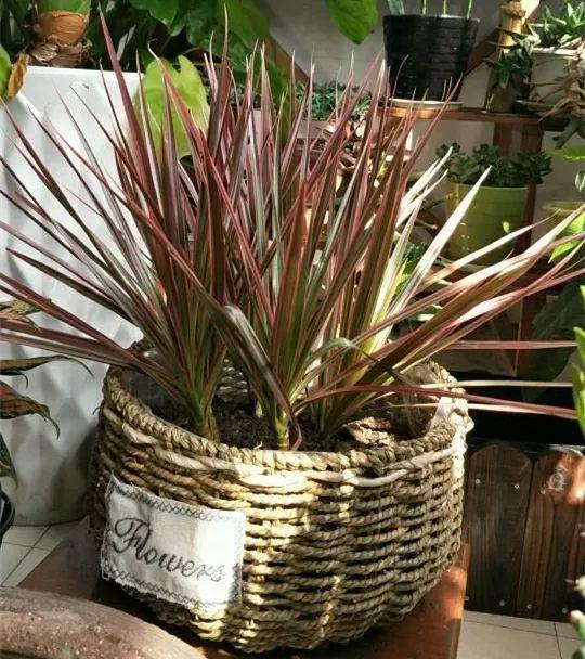 光棍树|养花:6种“丑八怪”,放在家里能镇宅,养的越久越气派