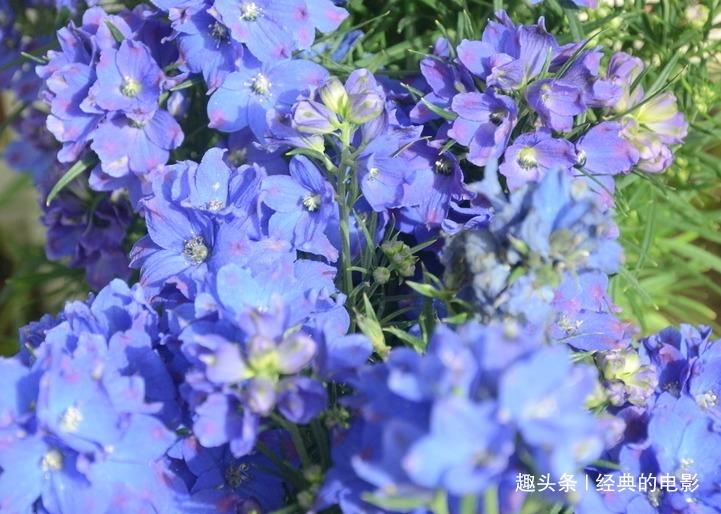 此花美丽且有韵味，好像一群小鸟在挥动翅膀，象征着幸福的环绕