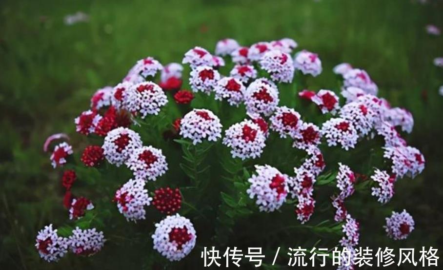 花卉|新手第一次养花，推荐4种花，种盆里不打理照样开满花