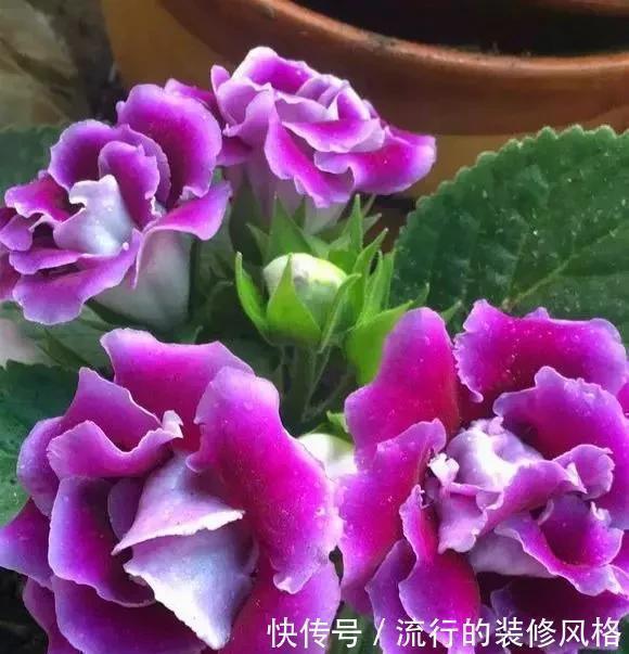 雪泥|最漂亮的盆栽花,一年到头开花不断,好看又好养