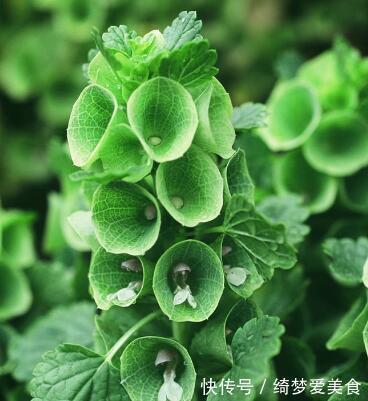 插花|此花造型特别，素雅美观，具有净化室内空气的作用，象征着爱情