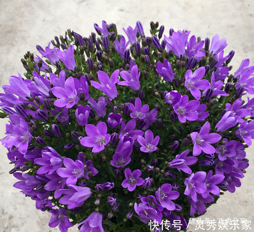 种花|四种花是有名的开花机器,花期长,沾土就活,常年赏花又观叶