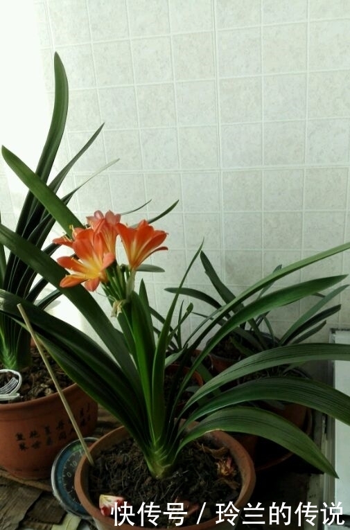 从大舅家搬回几盆君子兰,干尖还死不开花,是这几步搞错了