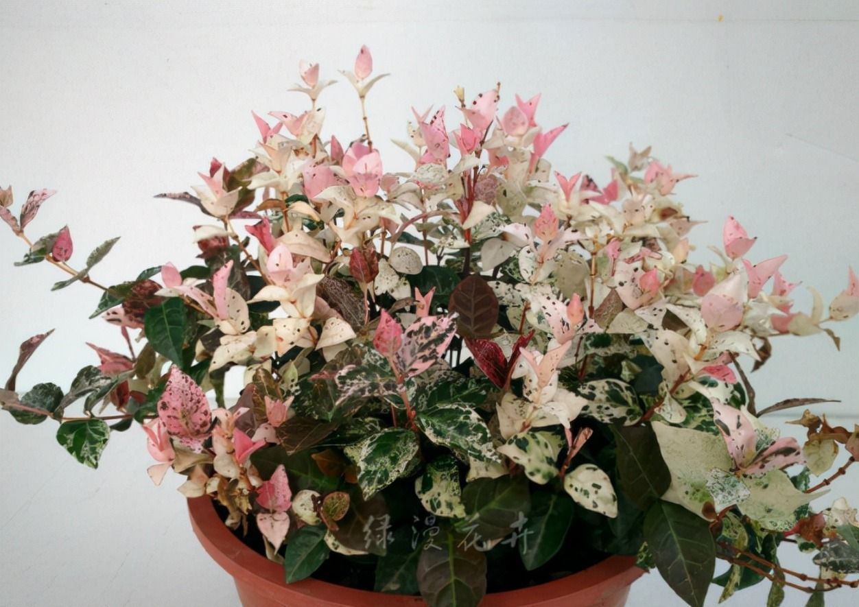 6种绿植不一般,叶比花要好看,摆在家里有格调