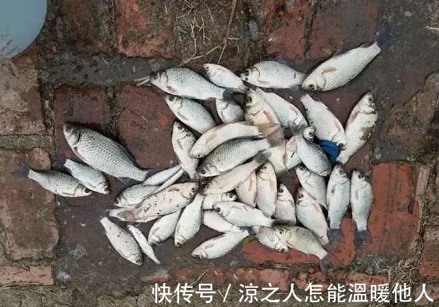 目数|带饵调平水,你得学会这样调才能更准