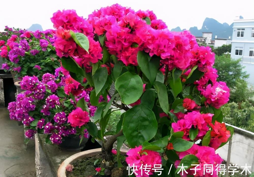 修剪|养三角梅掌握“3多1少”，绽放层叠群花，新手也能做到